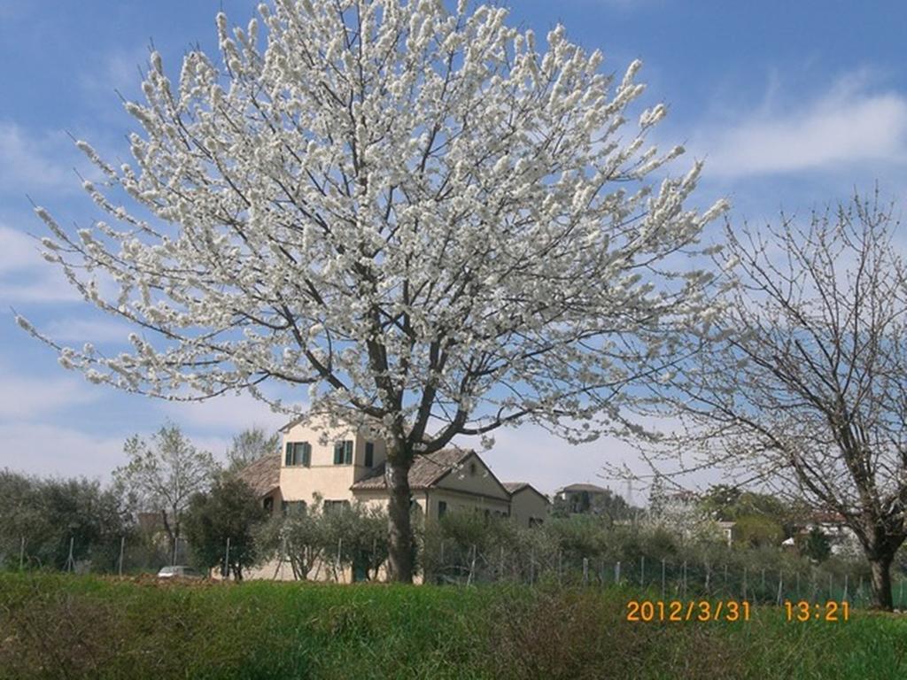 I Ciliegi Bed & Breakfast Osimo Exterior photo